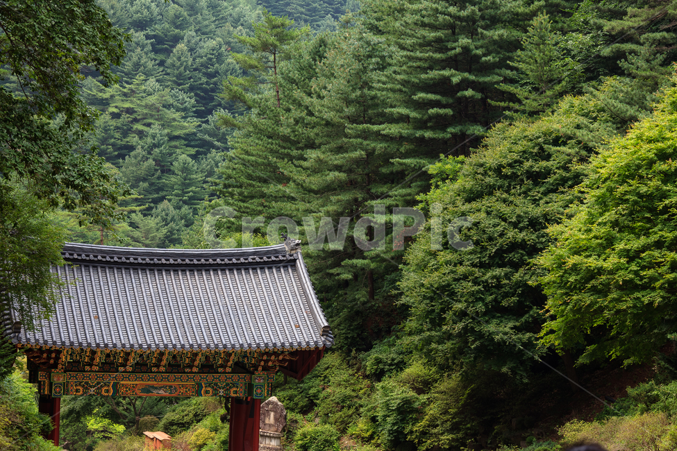 구룡사,치악산,원주,절,불교,종교,탑,건물,문화,종교적인,자연,풍경,nature,landscape,한국자연풍경,한국자연경관,korea nature landscape,한국전통,한국문화,korean traditional,korean culture,outdoors,옥외