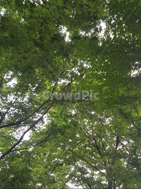 숲,나무,그늘,자연,힐링