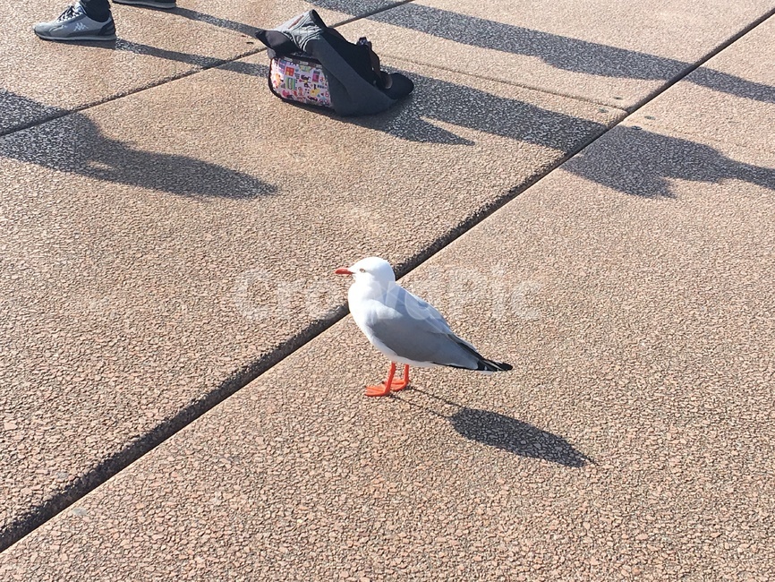 seagull,갈매기,바다새,새,bird,동물,animal,조류,새,birds