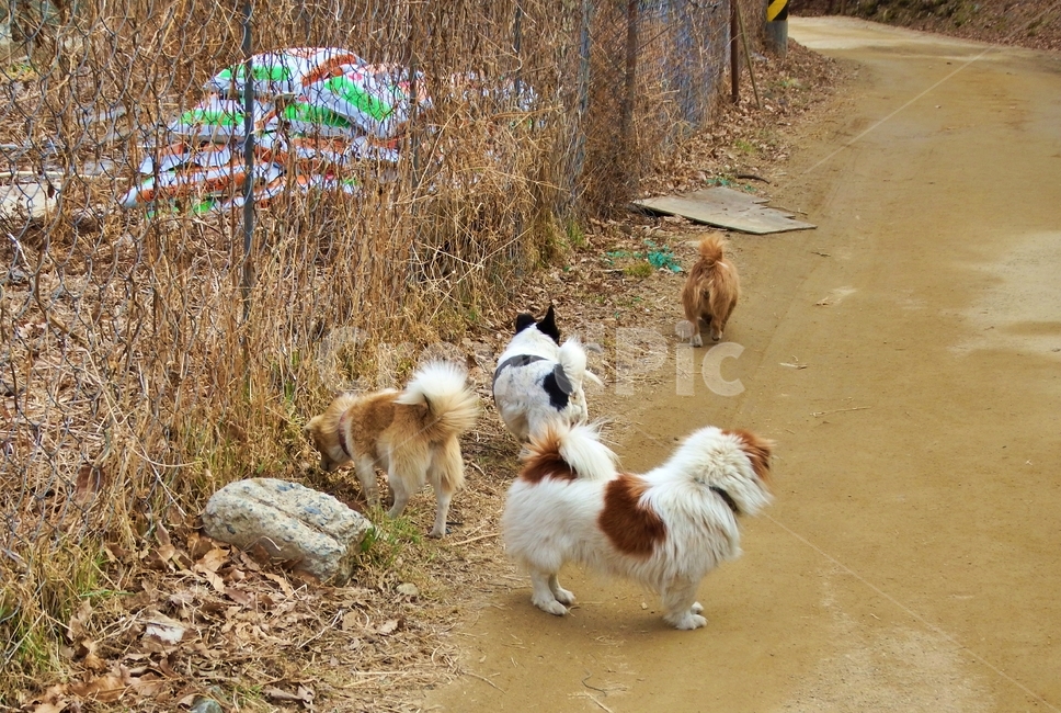 강아지,개,시골개,시골길,시골강아지,산책,평화로운,동물,animal,포유류,mammal,개,강아지,dog,doggy
