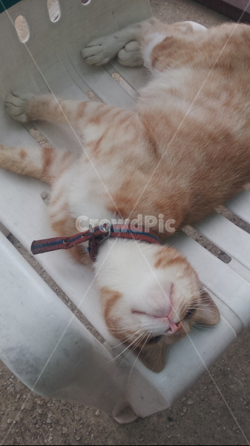 고양이,냥이,길냥이,cat,야옹이
