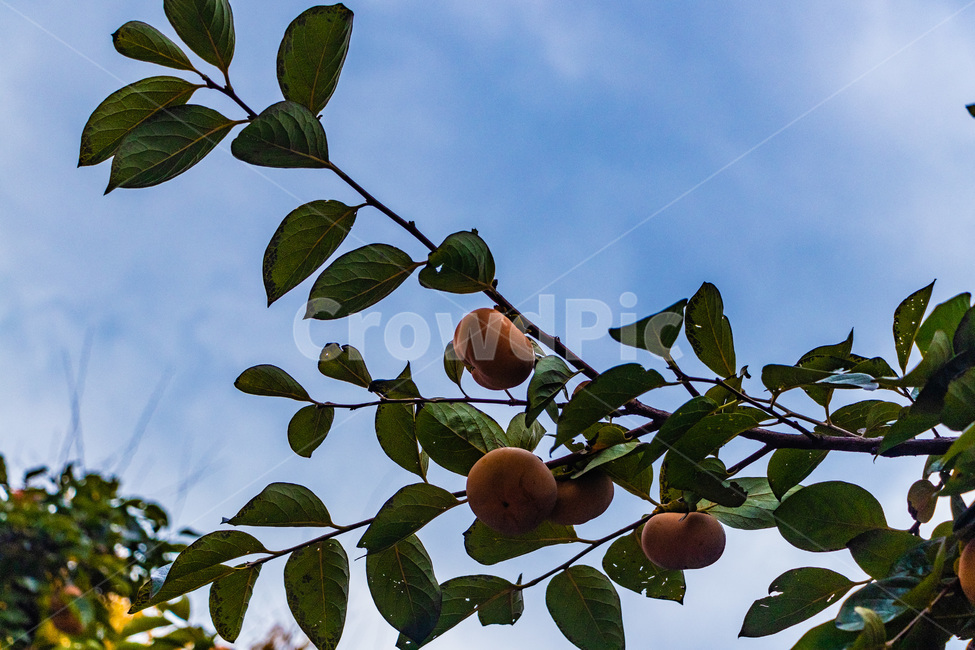 감,감나무,단감,홍시,감잎,가을,계절,fall,autumn,season,식물,자연,plants,nature,과일,열매,fruit,plant,food,음식