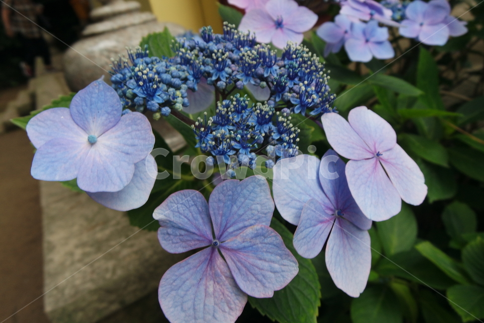 꽃,수국,식물,파란색,flower,계절,자연,푸른,잎,파란꽃,푸른꽃,푸른색,plants,식물,자연,plants,nature,꽃,flower