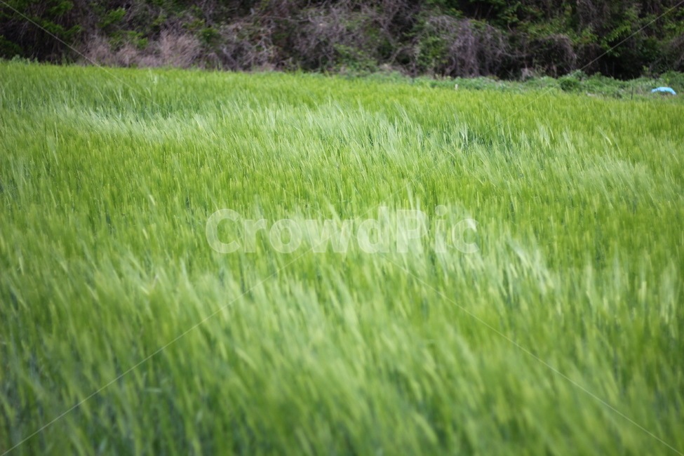 바람,보리밭,청보리,청보리밭,초록,grass,잔디,plant,식물,field,들