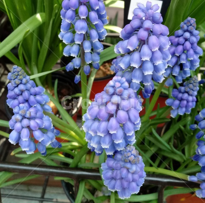 무스카리,보라색꽃,식물,grapehyacinth,정원용,백합과,여러해살이풀,식물,자연,plants,nature,꽃,flower