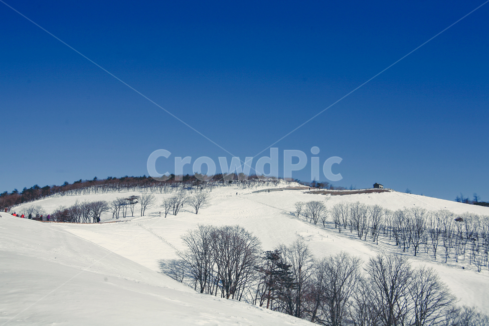 nature,자연,outdoors,옥외,tree,나무,plant,식물,눈,snow,겨울,계절,winter,season,자연,풍경,nature,landscape