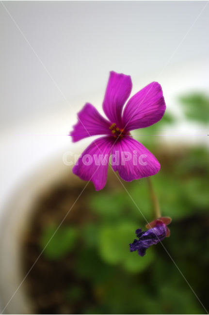 와인옥살리스,꽃,꽃봉오리,flower,color,식물,식물,자연,plants,nature,꽃,flower