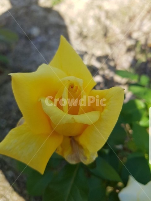 식물,꽃,flower,rose,장미,꽃잎,꽃,flower