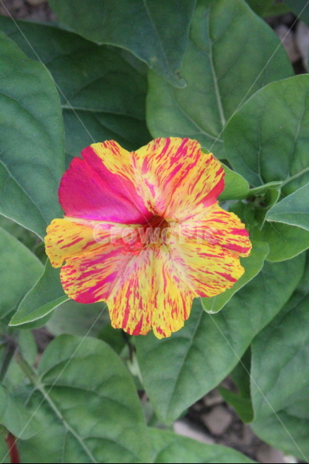 꽃,분꽃,식물,꽃말겁쟁이,정원,식물,자연,plants,nature,꽃,flower