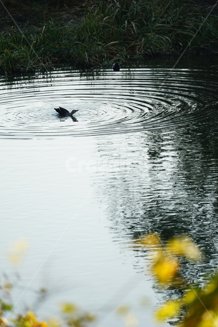 water,물,outdoors,옥외,bird,새,animal,동물,ripple,리플,청둥오리,성내천,파장,동물,animal,조류,새,birds