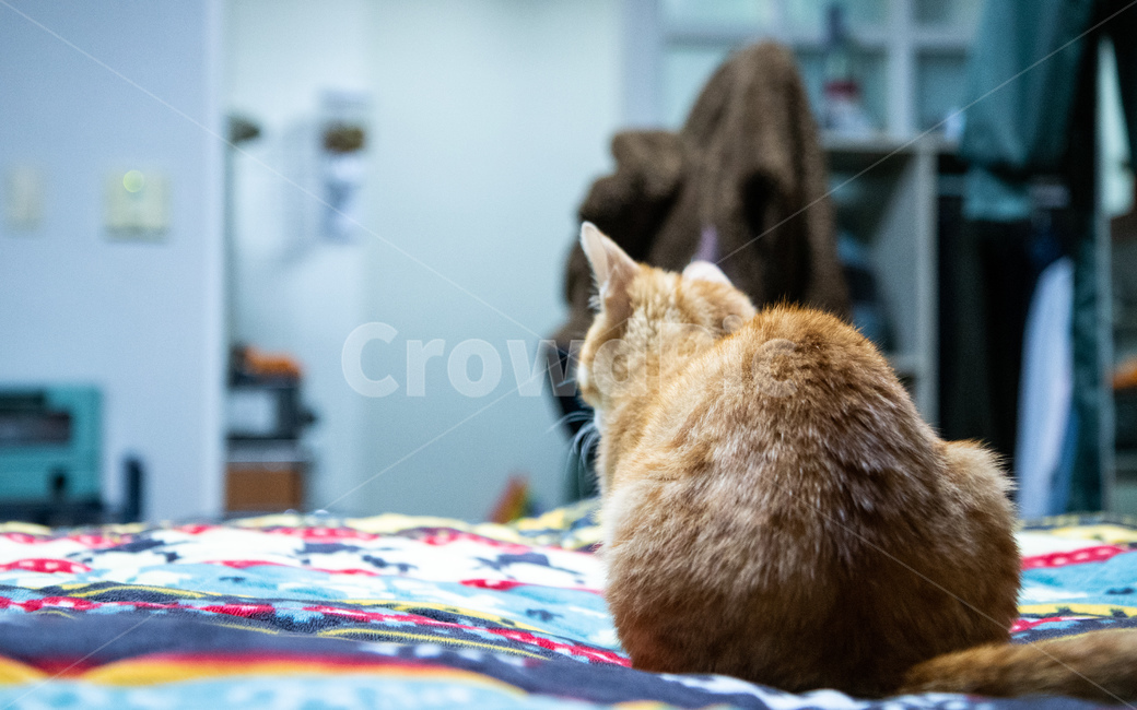 고양이,고양이뒷모습,코리안숏헤어,코숏,치즈태비,동물,animal,포유류,mammal,고양이,cat,kitten,kitty