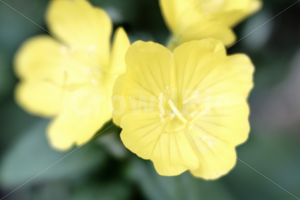 꽃,flower,접사,macro,자연,풍경,스냅,식물,자연,plants,nature,꽃,flower