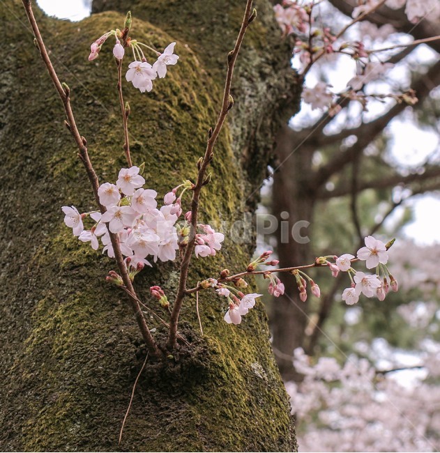 봄,벚꽃,벚꽃나무,blossom,flower,아름다움,자연,봄,계절,spring,season,식물,자연,plants,nature,꽃,flower,plant,cherry blossom