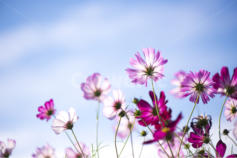 코스모스,꽃밭,가을,핑크,역광사진,cosmos,꽃,flower,가을,계절,fall,autumn,season,식물,자연,plants,nature,꽃,flower,plant,blossom,daisy,데이지,daisies