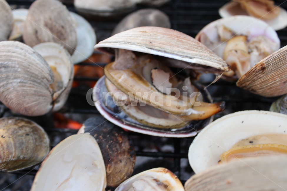 해산물,조개구이,입벌림,캠핑,조개,음식,식재료,요리,food,cook,meal,dishes,food reserves,수산물,해산물,fishery products,seafood