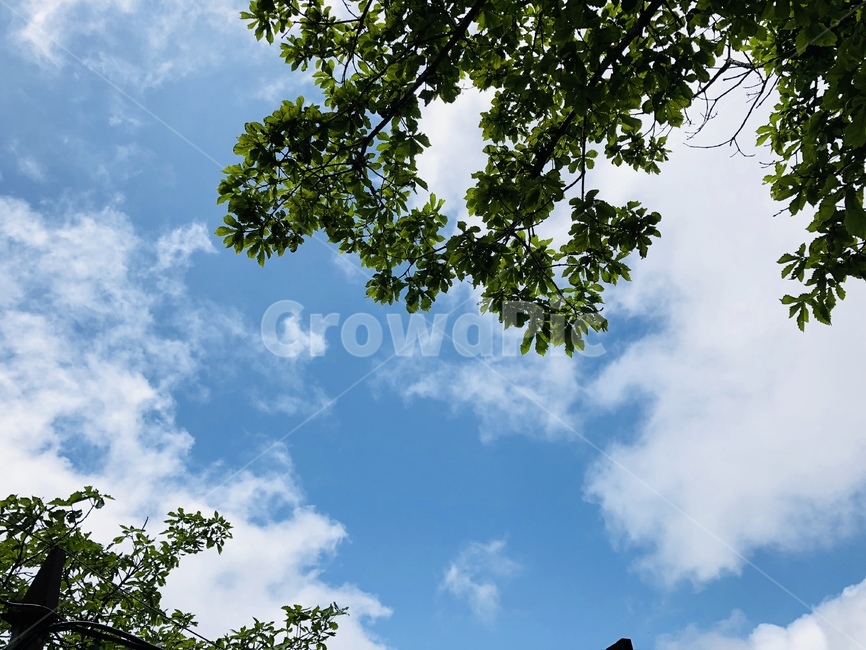 하늘,나뭇잎,구름,sky,cloud,자연,풍경,nature,landscape,tree,나무,plant,식물