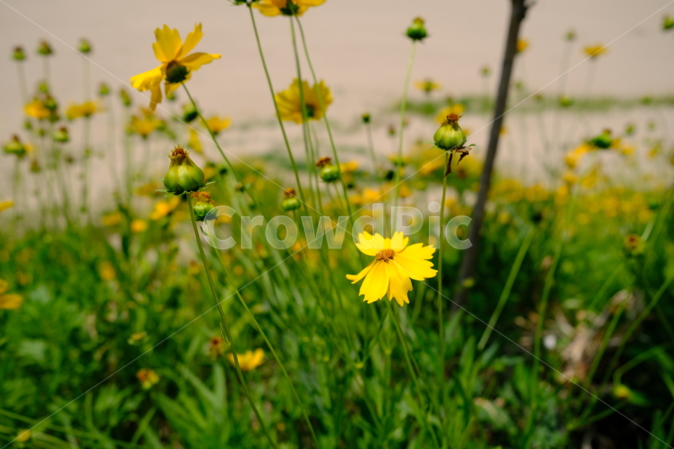 꽃,자연,flower,flowers,노란색,노란꽃,노랑색,노랑꽃