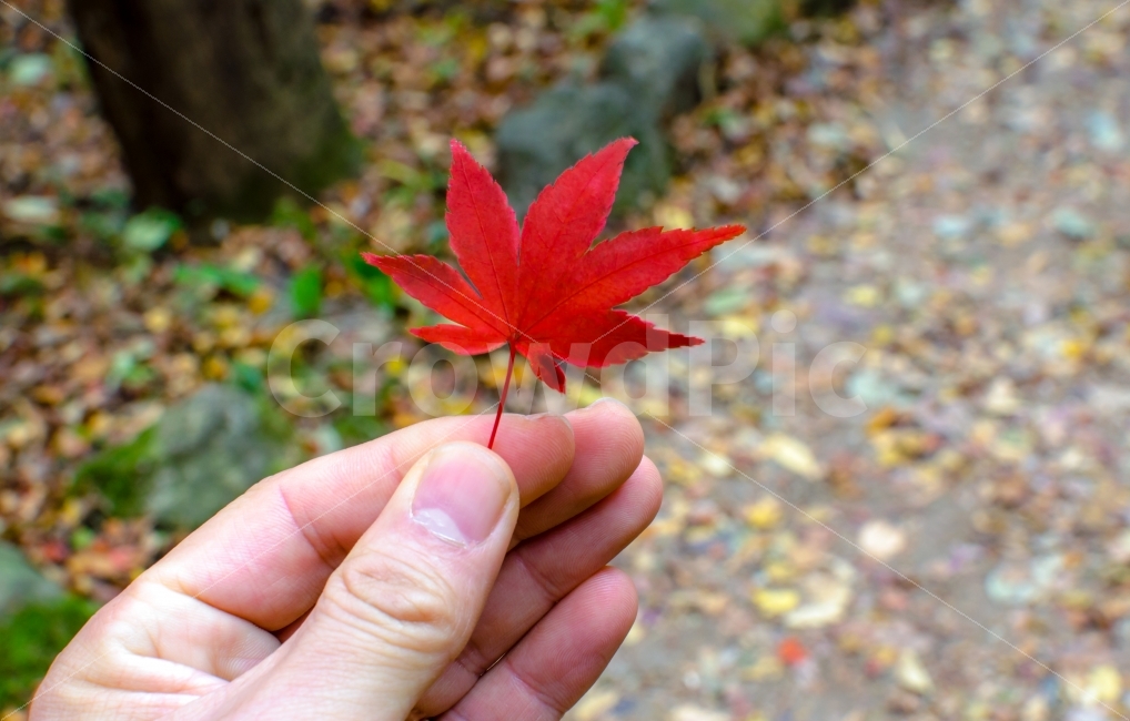 단풍잎,가을,손,손에있는단풍잎,빨강,빨간단풍잎,가을,계절,fall,autumn,season,식물,자연,plants,nature,사람,인물,인간,human,person,신체일부,몸,body,leaf,잎,plant,tree,나무