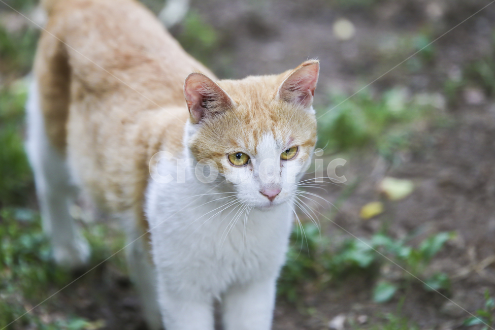Pets,Cheese cat,stray cat,nature,cat,animal,pet