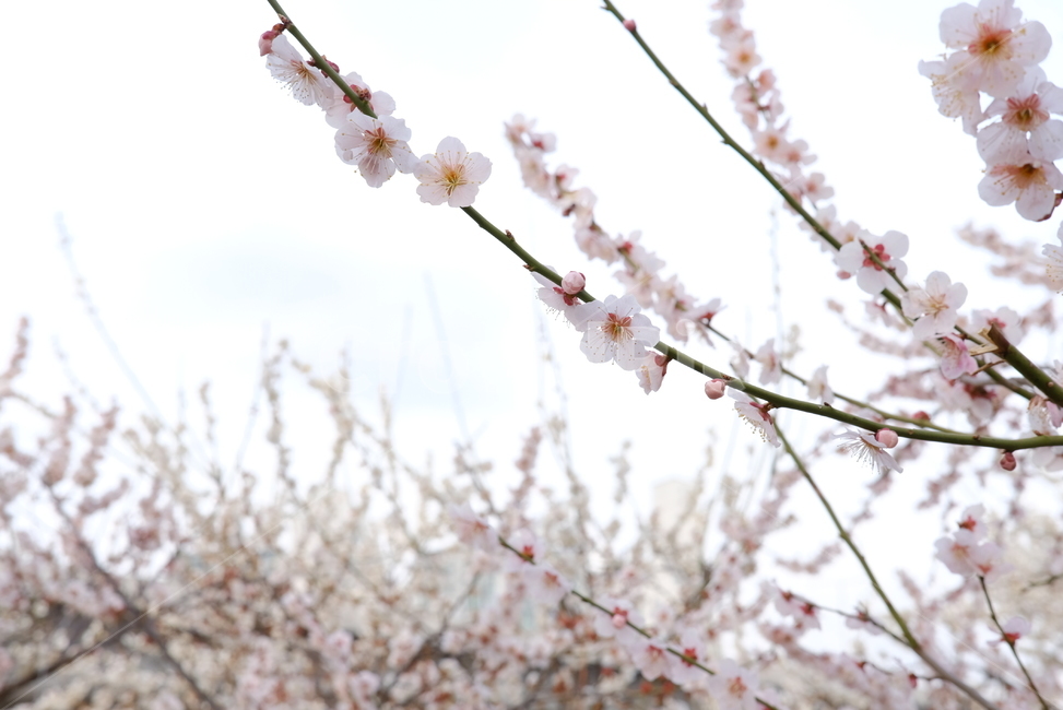 봄,봄꽃,꽃,매화,벚꽃,나들이,배경,배경화면,flower,flowers,spring,봄,계절,spring,season,plant,식물,cherry blossom,blossom