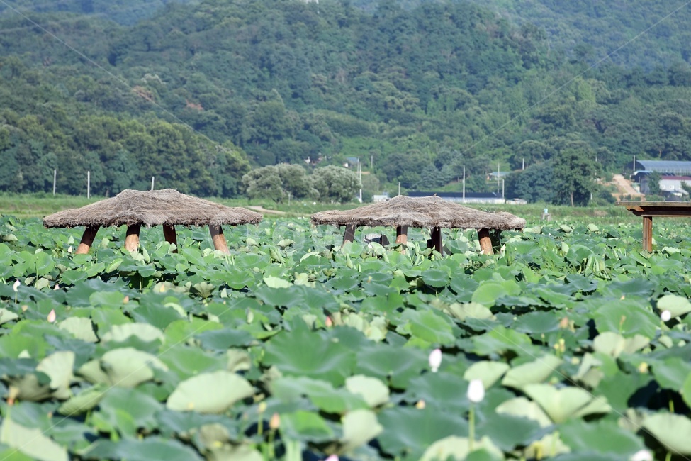 연못,수련,식물,자연,여름,정원,푸르른,물,수경식물,연못가,연못정원,plants,nature,연,연꽃,힐링,flower,감성,연잎,식물,자연,plants,nature