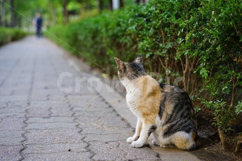 	고양이,동물,야옹이,캣,cat,냐옹이,냐옹,길,거리,일상,풍경,생명,길냥이,길가,일상사진,귀요미,그리움,아쉬움,이별,헤어짐,감정,동물,animal,포유류,mammal,고양이,cat,kitten,kitty,감정표현,기분,feeling,emotion