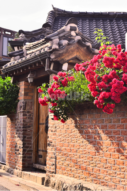 장미,골목길,한옥,기와집,한국전통,넝쿨장미,로즈,벽돌담,담장,울타리,rose,season,시즌,계절,wall,5월,6월,붉은색장미,빨강색,꽃,명암,그림자,오후,대문,출입문,배경,바탕,백그라운드,집,하우스,보존,한국전통,한국문화,korean traditional,korean culture,건축물,건물외관,exterior,building,structure,architecture,construction