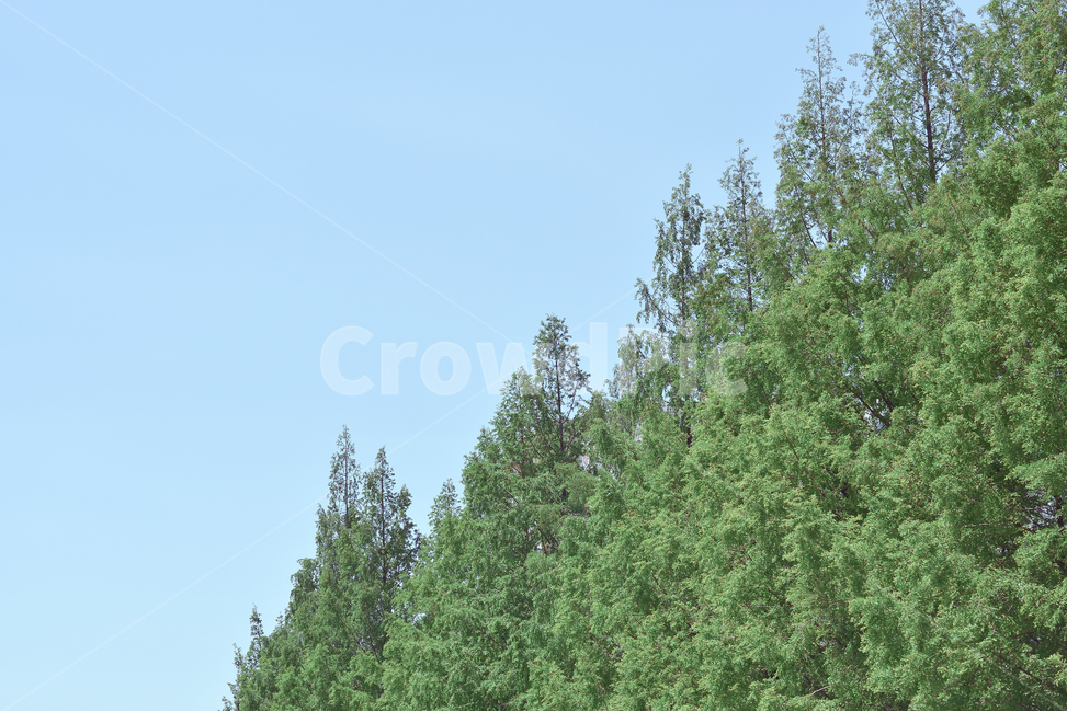 나무,초록,공원,하늘,파랑,맑음,산책,tree,green,park,blue,sky,skyblue,자연,풍경,nature,landscape,식물,plants,나무,trees,wood,감성,sensible,feeling,plant,fir,전나무