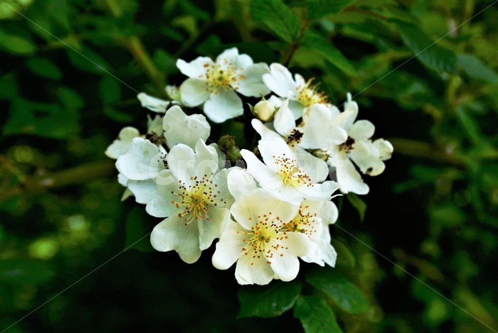 찔레나무,찔레나무꽃,장미과,낙엽관목,들장미,야생화,식물,자연,plants,nature,꽃,flower