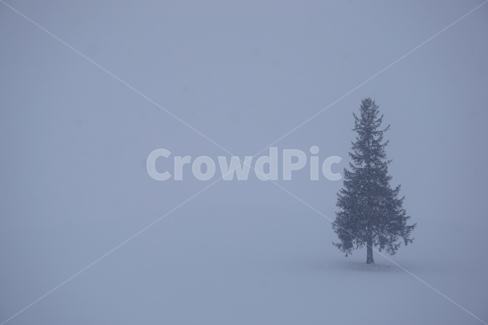 plant,식물,tree,나무,전나무,설원,눈,겨울,훗카이도,눈밭,겨울,계절,winter,season
