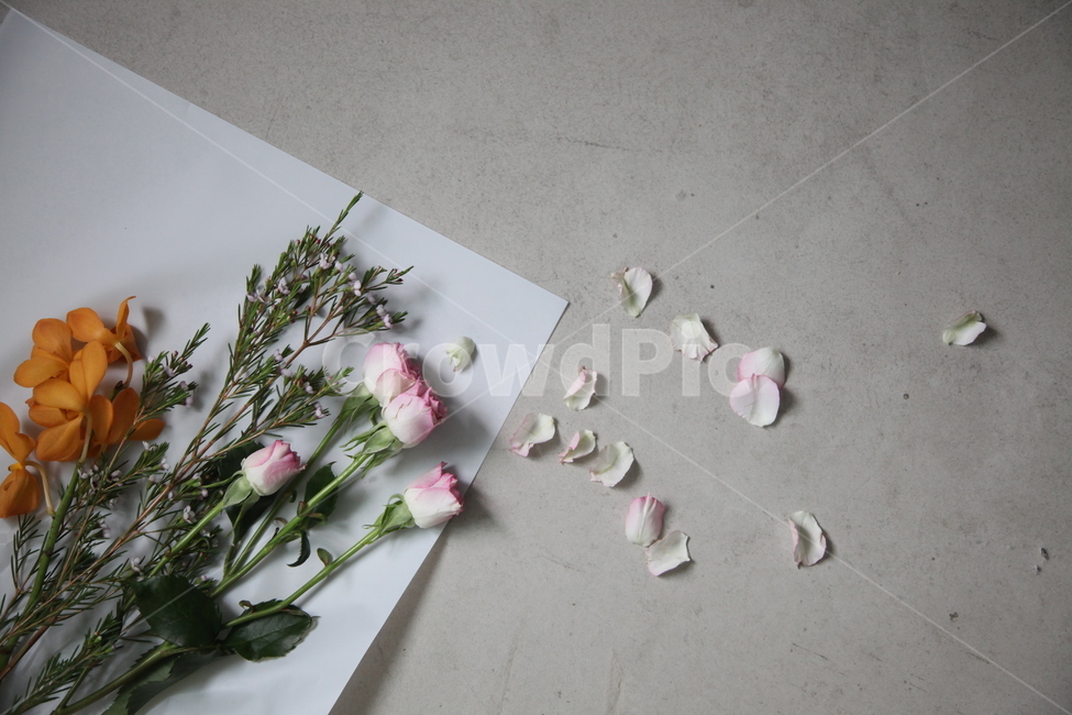 꽃,장미,왁스플라워,분홍,핑크,꽃,flower