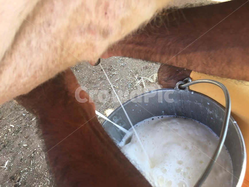 방목,젖소,젖짜기,우유,우유통,목장,소,동물,손,자연,유기농,milking,free,range,cow,milk,bucket,farm,animal,hand,nature,organic