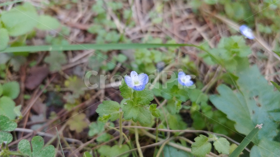 제비꽃,꽃,제라늄,flower,geranium,plant,공원,풀꽃,들꽃,작은꽃,아름다운,보라색꽃,플라워,풍경,자연,식물,자연,plants,nature,꽃,flower
