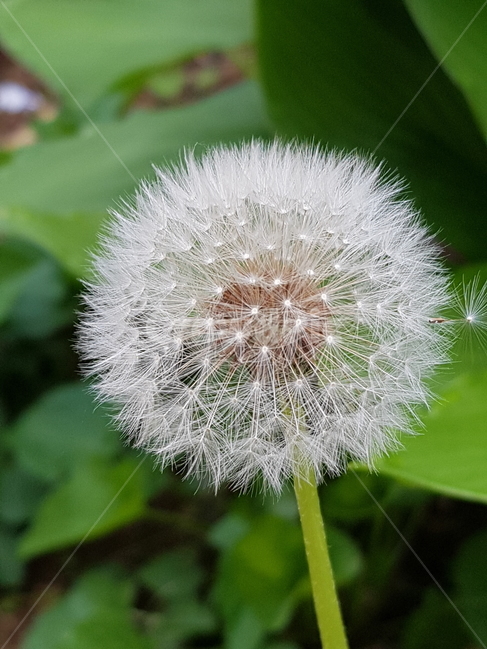 민들레,민들레홀씨,씨앗,자연,식물,배경,flower,nature,plants,abstract,background,봄,식물,자연,plants,nature