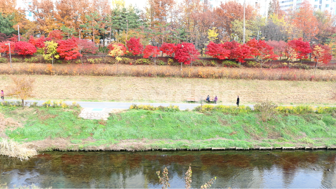 불광천,개천,산책길,가을,나무,단풍,자연,풍경,가을,계절,fall,autumn,season,도시,풍경,city,landscape,한국도시풍경,한국도시경관,korea cityscape,outdoors,옥외