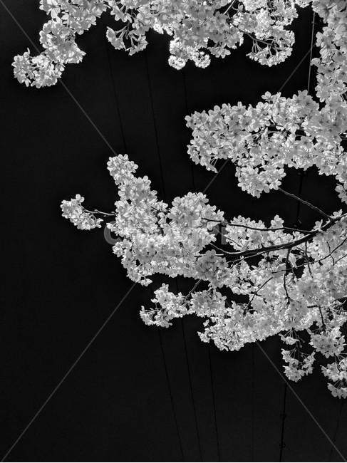벚꽃,꽃,나무,자연,접사,cherryblossom,야경,식물,흑백사진,흑백,blackandwhite