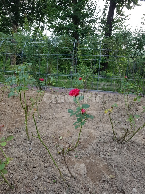 ground,plant,식물,장미,rose,꽃,flower,식물,자연,plants,nature,꽃,flower