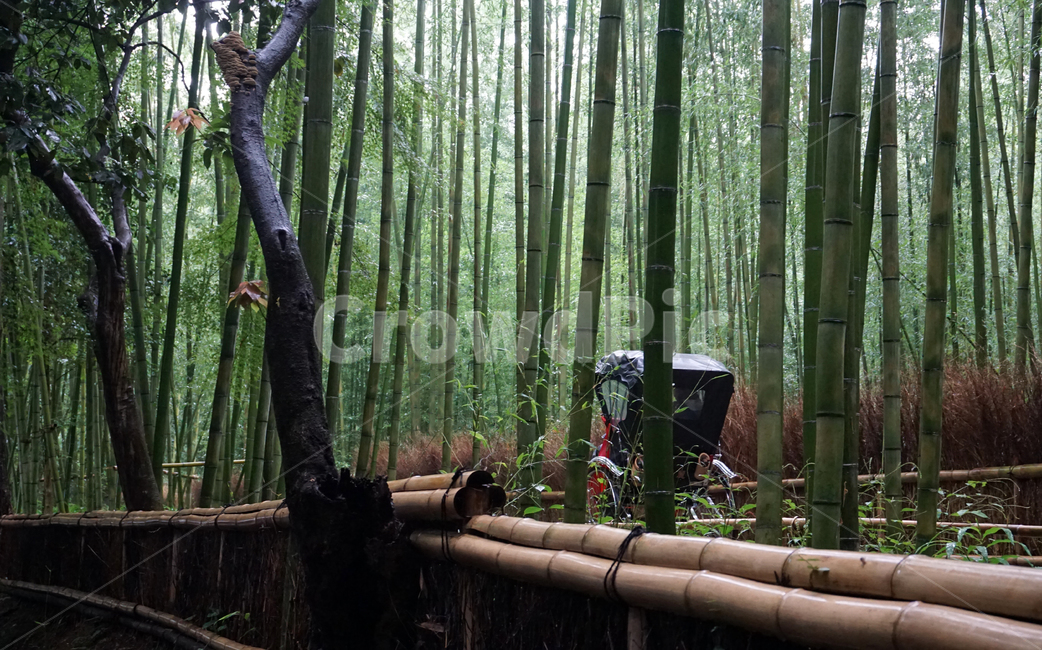 교토,아라시야마,치쿠린,kyoto,arashiyama,인력거,대나무숲,자연,풍경,nature,landscape,해외,외국,세계,foreign,oversea,world,세계자연풍경,해외자연풍경,외국자연풍경,world nature landscape,plant,식물,bamboo,대나무
