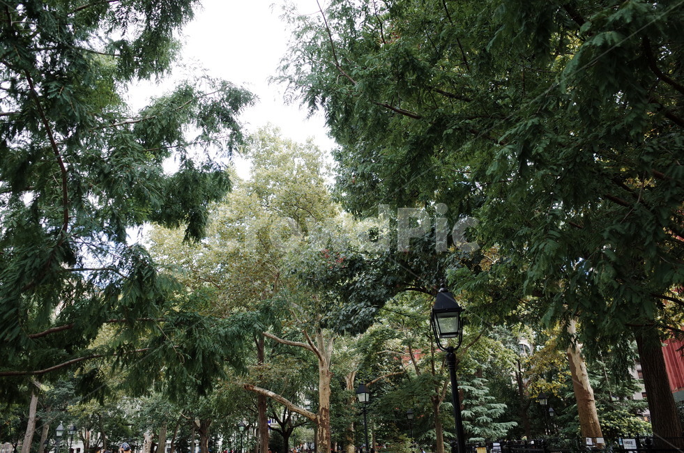 공원,나무,녹음,산책,human,인간,person,사람,outdoors,옥외