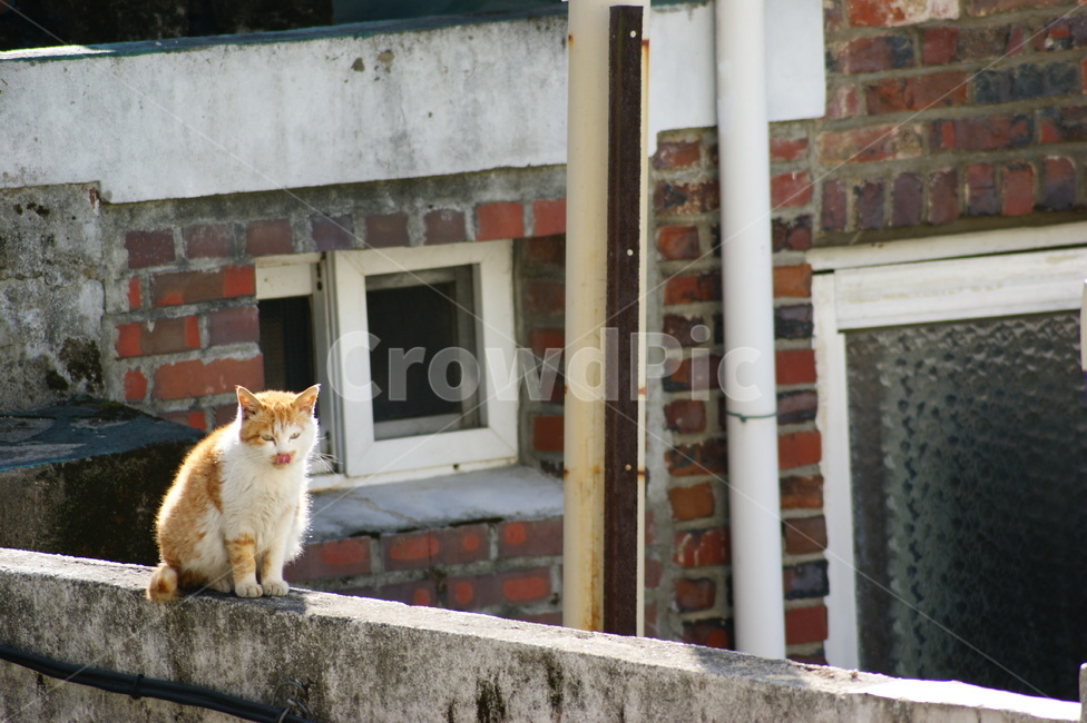 animal,동물,포유류,cat,고양이,pet,길냥이,동물,animal,포유류,mammal,고양이,cat,kitten,kitty