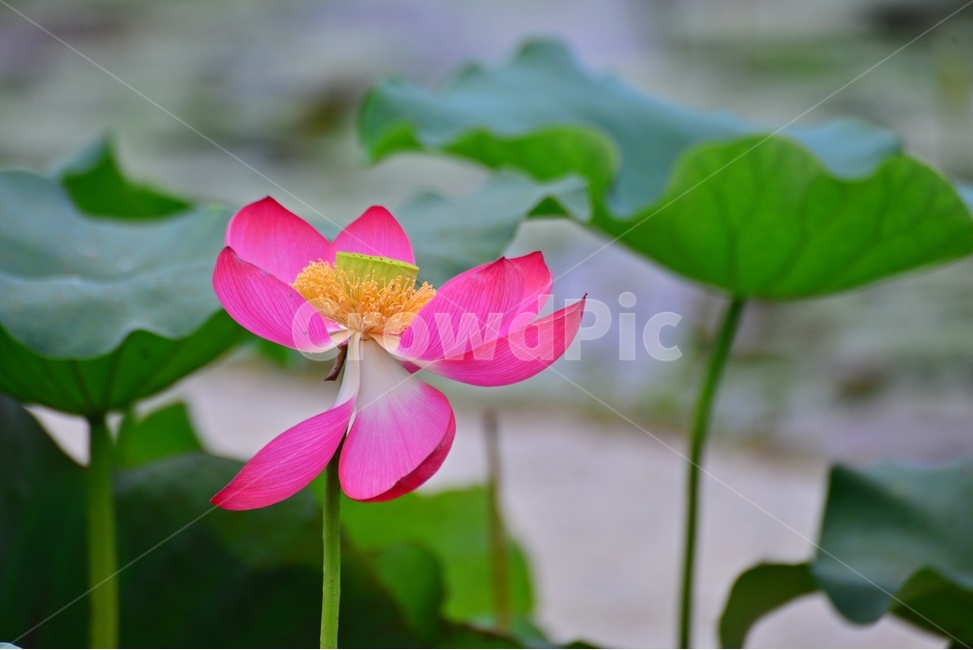 plant,식물,flower,blossom,꽃,petal,꽃잎,연꽃,연잎,수련,홍연,자연,불교
