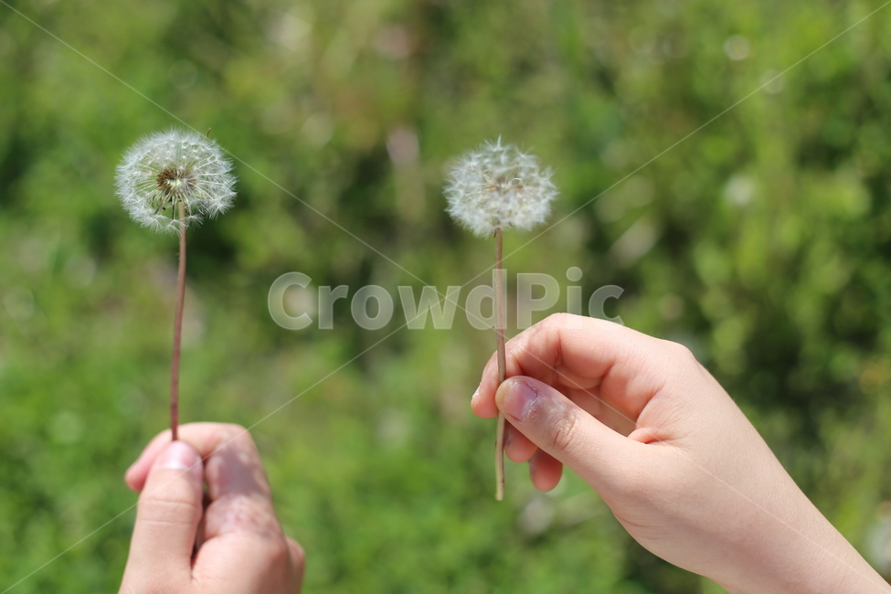 민들레,민들레홀씨,봄,사랑,연인,커플,인연,식물,자연,plants,nature,꽃,flower,사람,인물,인간,human,person,신체일부,몸,body