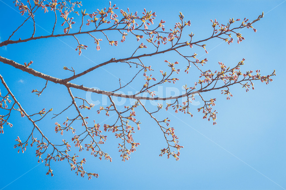 벚꽃,매화,봄,flower,감성,cherryblossom,식물,꽃,봄,계절,spring,season,식물,자연,plants,nature,꽃,flower,plant,leaf,잎