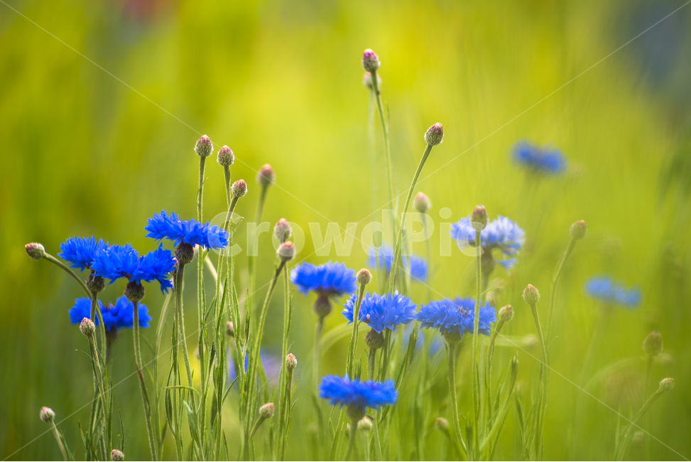 수레국화,들꽃,야생화,식물,꽃,flower,식물,자연,plants,nature,꽃,flower,휴식,힐링,rest,relaxation,healing