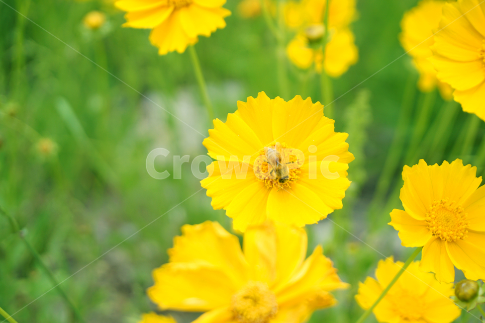 꽃,꿀벌,벌,bee,flower,노란꽃,yellowflower,yellow