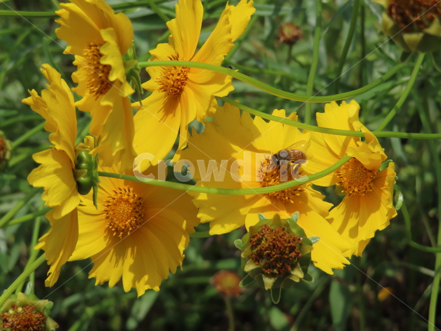 노란색,노란꽃,꿀벌,아름다움,식물,벌레,날벌레,공원,yellow,yellowflowers,honeybees,beauty,plants,bugs,flyingworms,parks