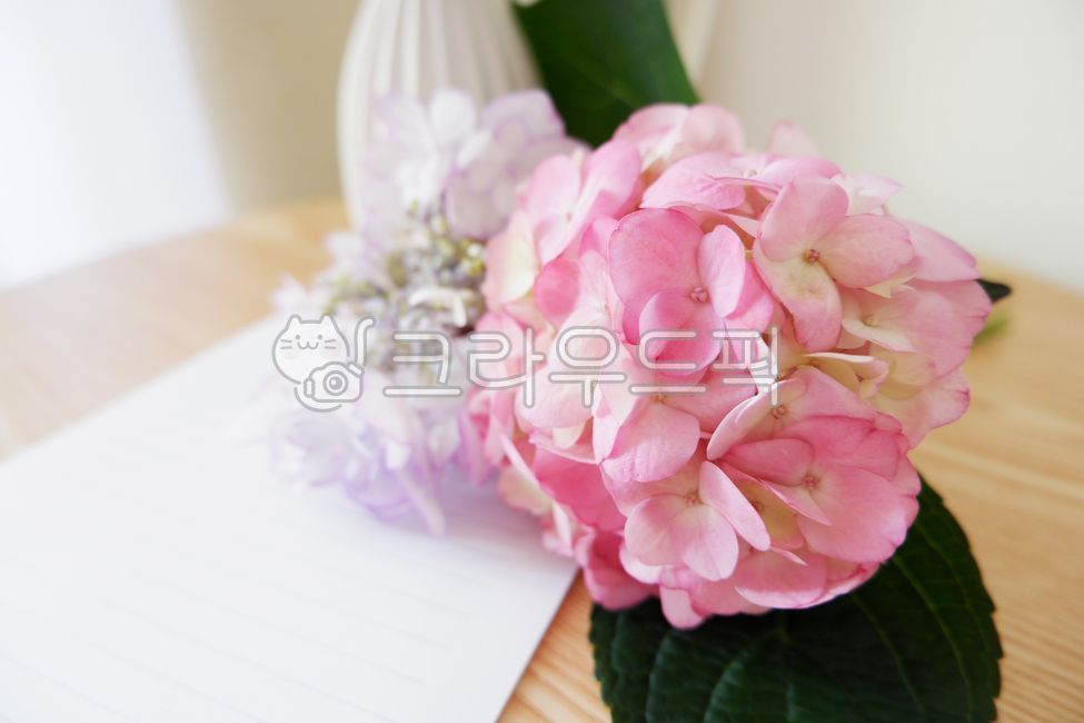 floral,pink,blossom,hydrangea flower,bouquet,hydrangea,vase,inside,room,flower,sunlight,writing pad,paper,flower flower,plant,letter,purple,wood,table