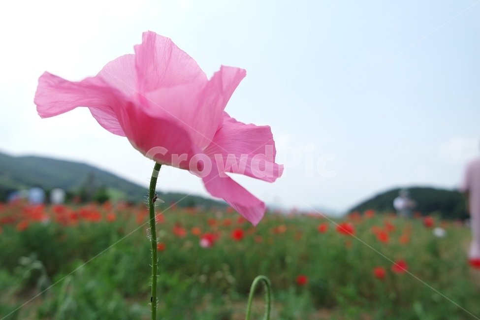 꽃양귀비,양귀비,양귀비꽃,붉은색꽃,꽃사진,양귀비축제,식물,자연,plants,nature,꽃,flower