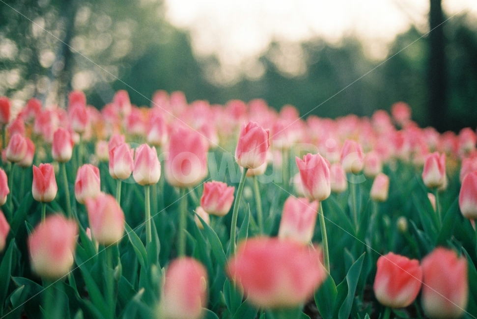 꽃,자연,식물,튤립,감성,감성사진,필름,필름사진,필카,봄,계절,spring,season,식물,자연,plants,nature,꽃,flower,감성,sensible,feeling,plant,blossom,tulip