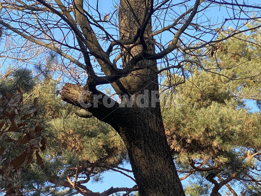 tree,나무,plant,식물,treetrunk,나무줄기,새,bird,딱따구리